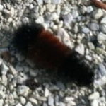 Woolly Worms